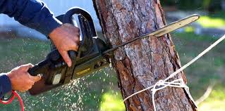 Trusted Conover, NC Tree Care Experts