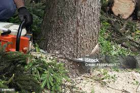 Best Utility Line Clearance  in Conover, NC