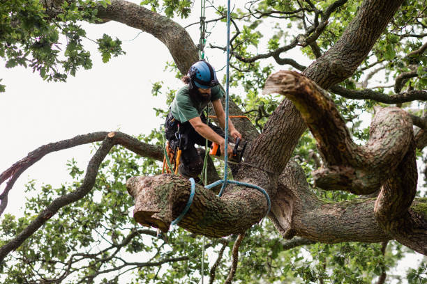 Best Tree Trimming and Pruning  in Conover, NC