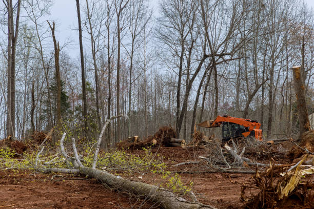 Best Tree Risk Assessment  in Conover, NC