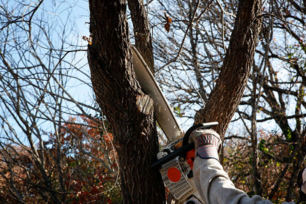 How Our Tree Care Process Works  in  Conover, NC