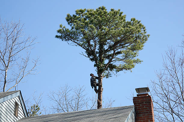 Mulching Services in Conover, NC